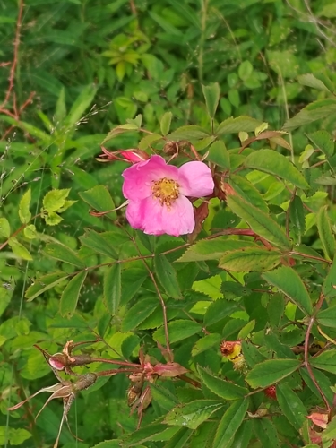 Rosa bella (Rosa bella)
