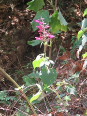 Salvia involucrata