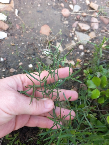 Image of Asparagus striatus by (c) Brian du Preez, some rights reserved (CC BY-SA)