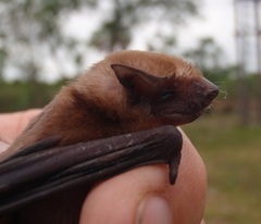 Molossops temminckii