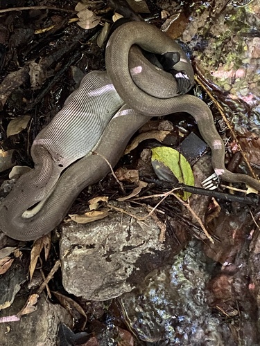 Olive Python sighting