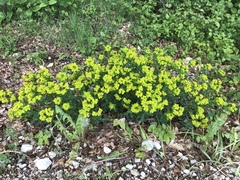 Euphorbia verrucosa