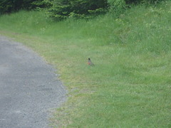 Turdus migratorius image