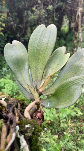 Aerangis brachycarpa (A.Rich.) T.Durand & Schinz