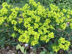 Euphorbia verrucosa