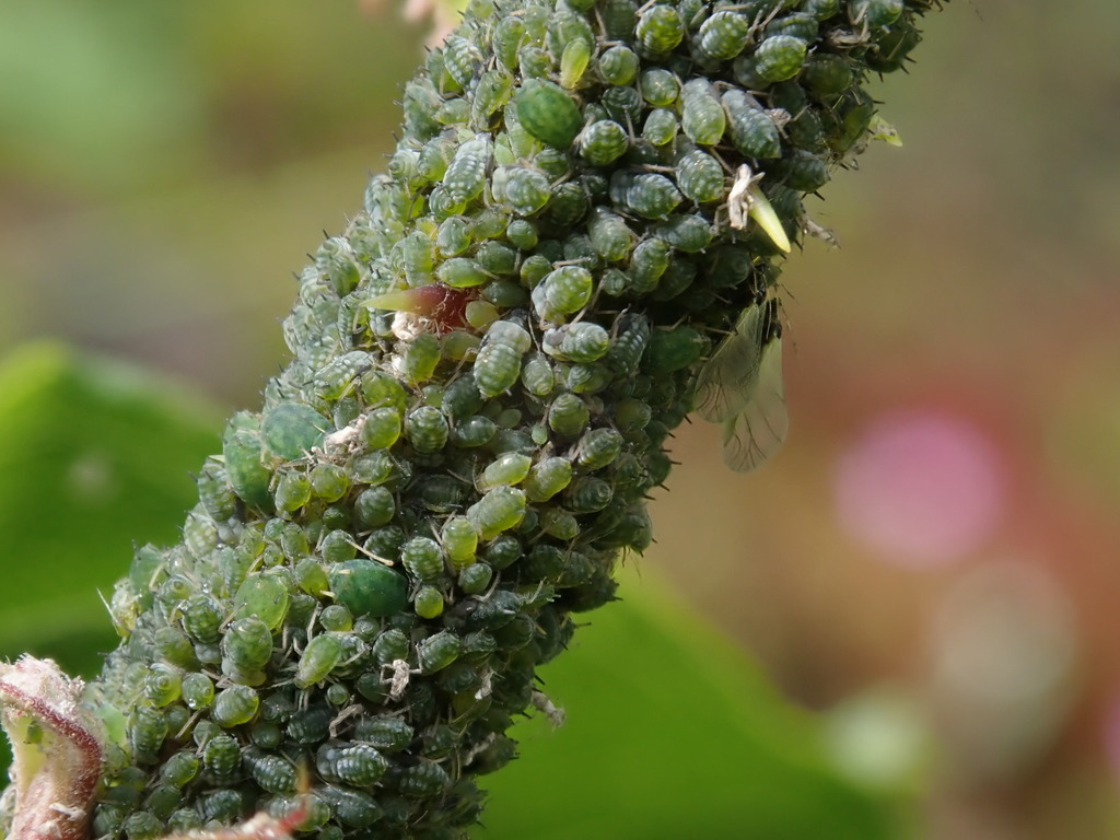 Small Bramble Aphid