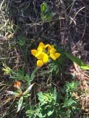 Lotus corniculatus corniculatus