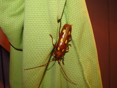 Coccoderus amazonicus