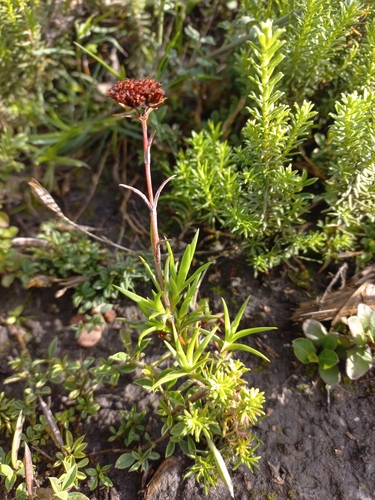 Image of Bihair Stonecrop (Crassula subulata) by (c) Brian du Preez, some rights reserved (CC BY-SA)