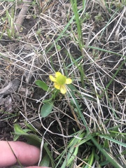 Ranunculus jovis