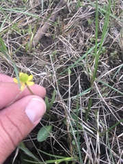 Ranunculus jovis