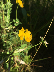 Lotus corniculatus corniculatus
