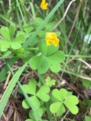 Oxalis suksdorfii
