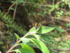 Thorybes pseudocellus