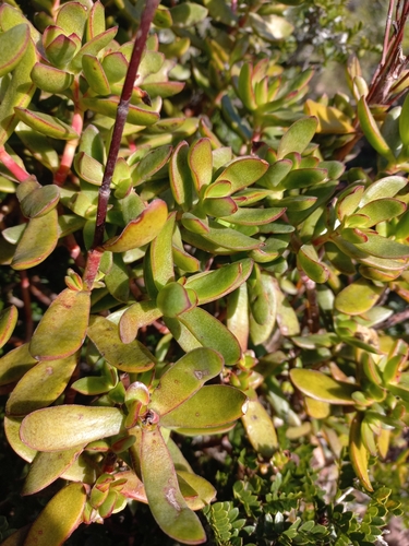 Image of Crassula cultrata by (c) Brian du Preez, some rights reserved (CC BY-SA)