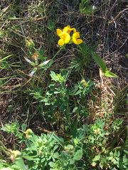 Lotus corniculatus corniculatus