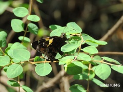 Thorybes pseudocellus