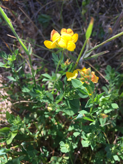 Lotus corniculatus corniculatus