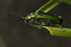 Lytta vesicatoria