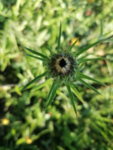 Carlina biebersteinii (Carlina biebersteinii)