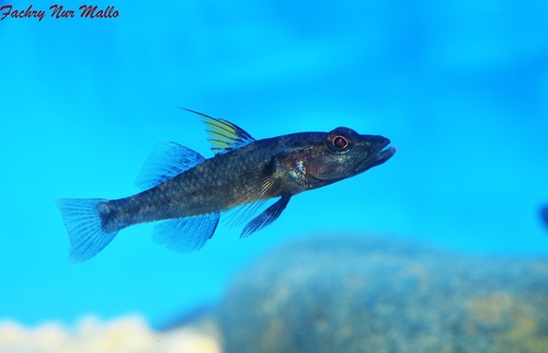 Yellowfin tank goby (Glossogobius flavipinnis) — Gobiidae