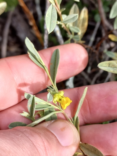Image of Hermannia lavandulifolia by (c) Brian du Preez, some rights reserved (CC BY-SA)