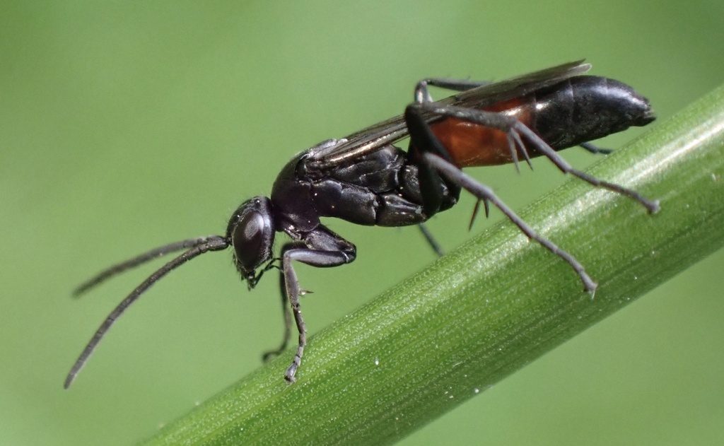 Arachnospila spissa