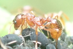 Myrmica rubra