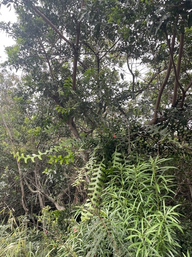 Selenicereus anthonyanus, 2024-06-13