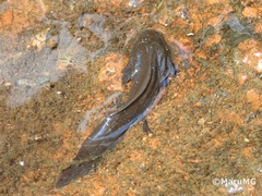 Ambystoma velasci