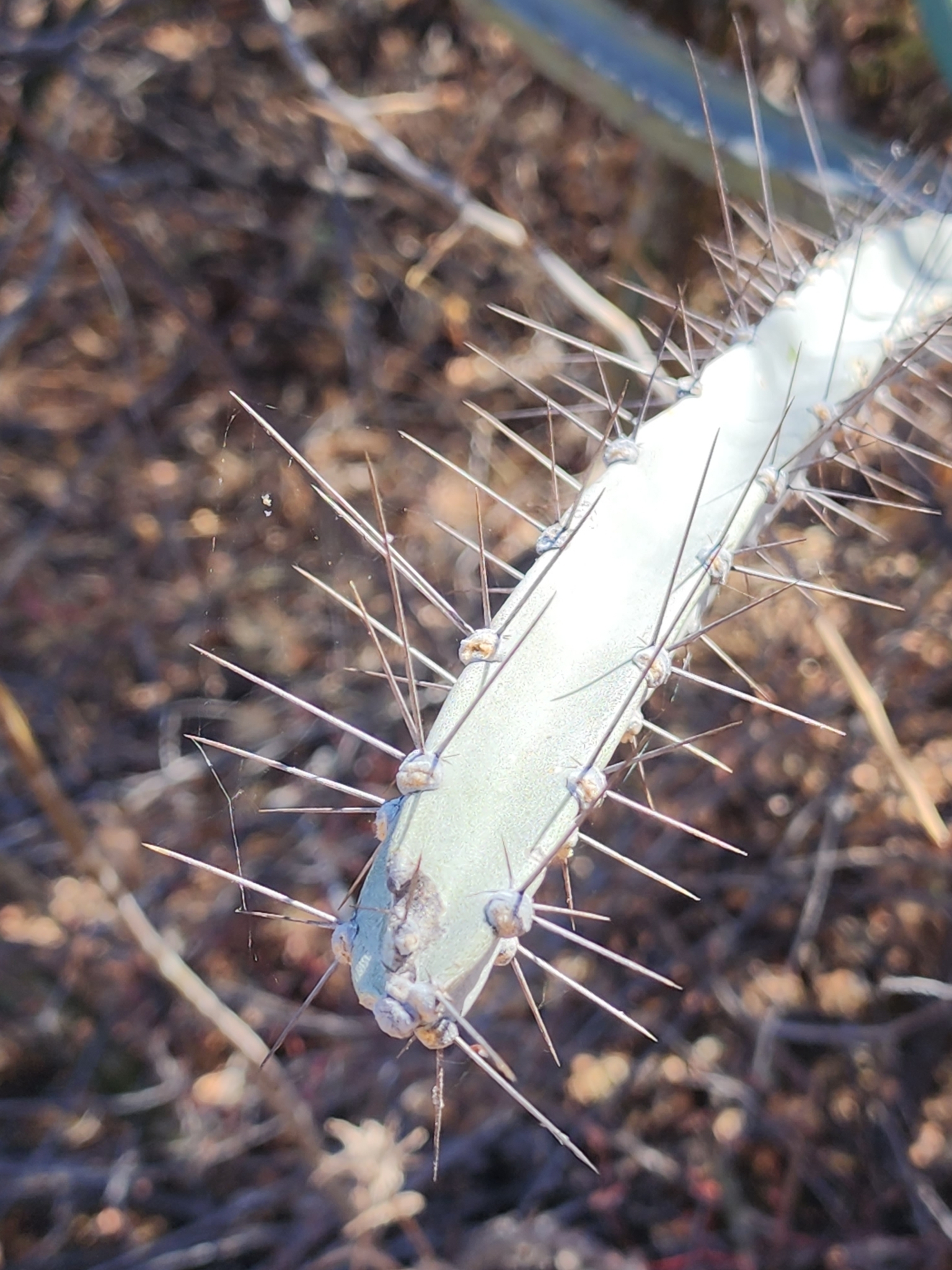 Cereus albicaulis