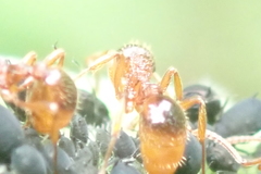 Myrmica rubra