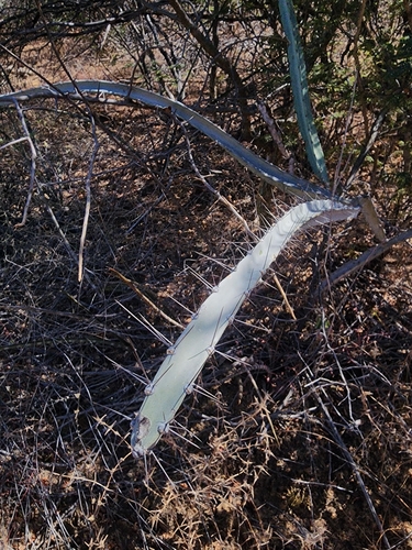 Image of Cereus Albicaulis (Cereus albicaulis) by (c) Renato Bandeira, some rights reserved (CC BY)