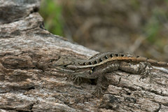 Sceloporus variabilis marmoratus