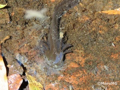 Ambystoma velasci