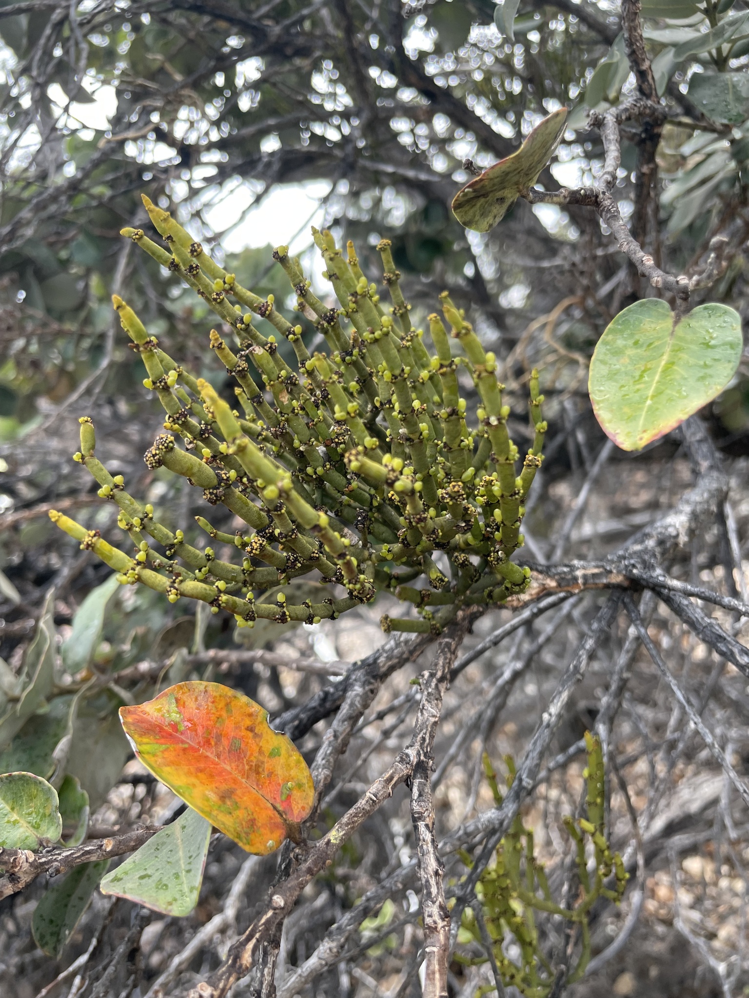 Korthalsella cylindrica