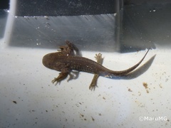Ambystoma velasci