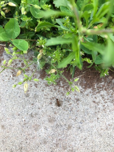 photo of Thyme-leaved Sandwort (Arenaria serpyllifolia)