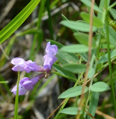 Lathyrus nevadensis
