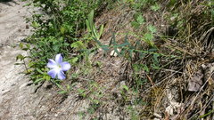 Linum nervosum