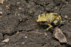 Eleutherodactylus marnockii