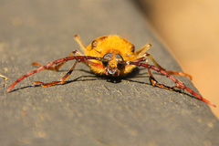 Acanthinodera cumingii