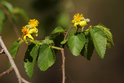 small-fruit donkeyberry (Grewia microcarpa)