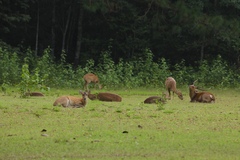 Axis porcinus