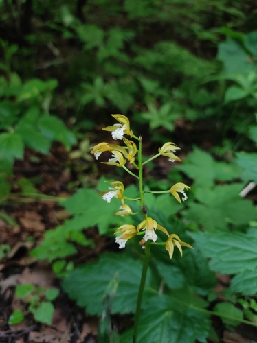Image of Oreorchis patens by (c) Anastasiia Samokhvalova, some rights reserved (CC BY)