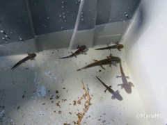 Ambystoma velasci
