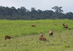 Axis porcinus