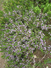 Muraltia ericifolia
