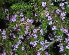 Muraltia ericifolia
