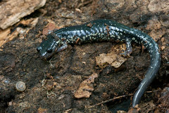 Plethodon albagula